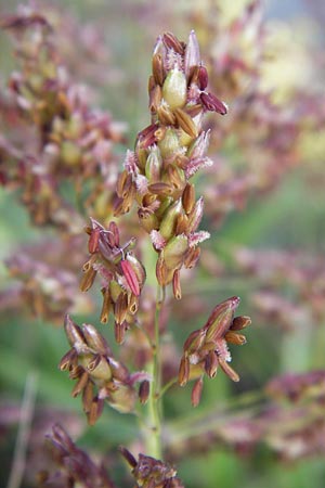 Sorghum halepense \ Aleppo-Mohrenhirse / Johnson Grass, D Mannheim 24.9.2013