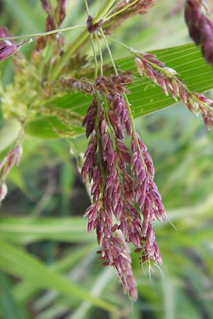 Sorghum halepense \ Aleppo-Mohrenhirse / Johnson Grass, D Mannheim 24.9.2013