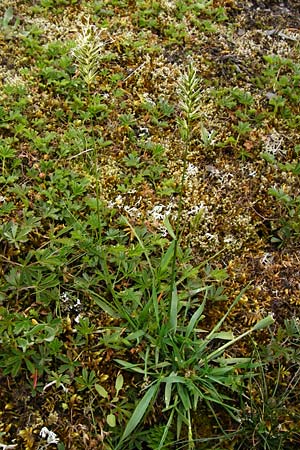 Anthoxanthum odoratum \ Gewhnliches Ruch-Gras / Sweet Vernal Grass, D Wetzlar 24.5.2014