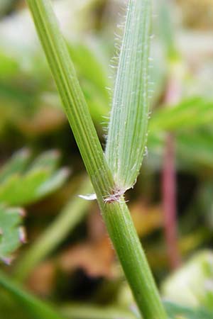 Anthoxanthum odoratum \ Gewhnliches Ruch-Gras / Sweet Vernal Grass, D Wetzlar 24.5.2014