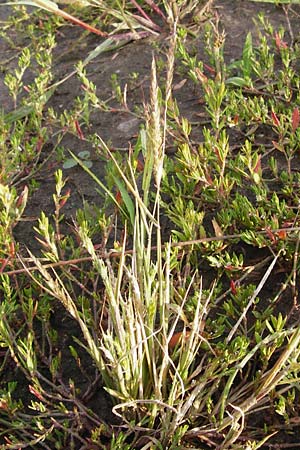Alopecurus myosuroides \ Acker-Fuchsschwanz / Black-Grass, D Reilingen 15.8.2014