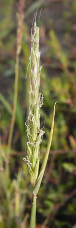 Alopecurus myosuroides \ Acker-Fuchsschwanz / Black-Grass, D Reilingen 15.8.2014