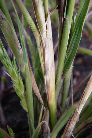 Alopecurus myosuroides \ Acker-Fuchsschwanz / Black-Grass, D Reilingen 15.8.2014