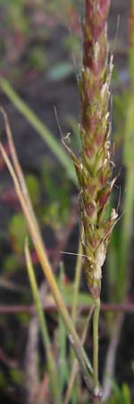 Alopecurus myosuroides \ Acker-Fuchsschwanz / Black-Grass, D Reilingen 15.8.2014