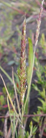 Alopecurus myosuroides \ Acker-Fuchsschwanz / Black-Grass, D Reilingen 15.8.2014