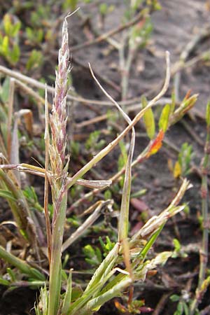 Alopecurus myosuroides \ Acker-Fuchsschwanz / Black-Grass, D Reilingen 15.8.2014