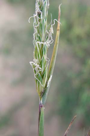 Alopecurus myosuroides \ Acker-Fuchsschwanz / Black-Grass, D Reilingen 15.8.2014