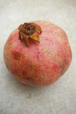 Punica granatum \ Granatapfel / Pomegranate, D  23.11.2014