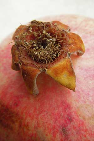 Punica granatum \ Granatapfel / Pomegranate, D  23.11.2014