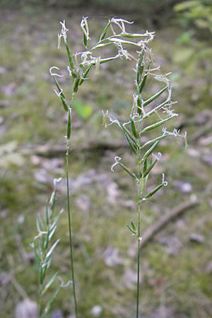 Brachypodium pinnatum \ Gefiederte Zwenke, D Viernheim 4.5.2009