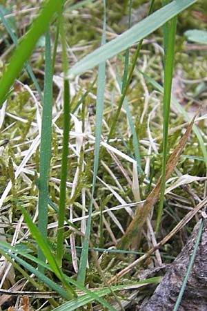 Brachypodium pinnatum \ Gefiederte Zwenke, D Viernheim 4.5.2009