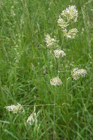 Dactylis glomerata, Knäuelgras Dactylis glomerata, Knäuelgras