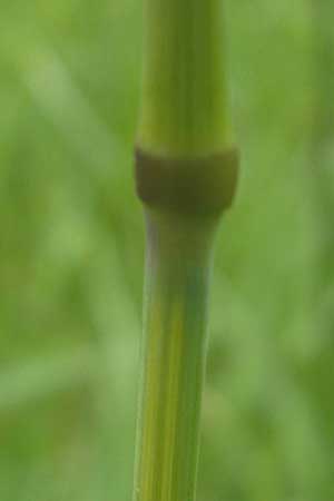 Dactylis glomerata \ Knuelgras / Cocksfoot Grass, Orchard Grass, D Mannheim 21.5.2009