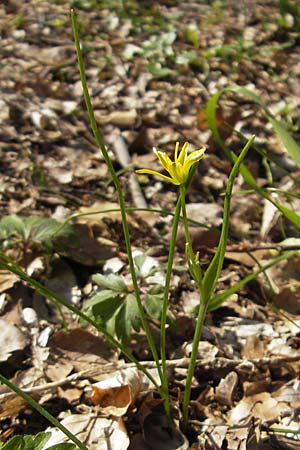 Gagea spathacea, Belgian Star of Bethlehem Gagea spathacea, Belgian Star of Bethlehem