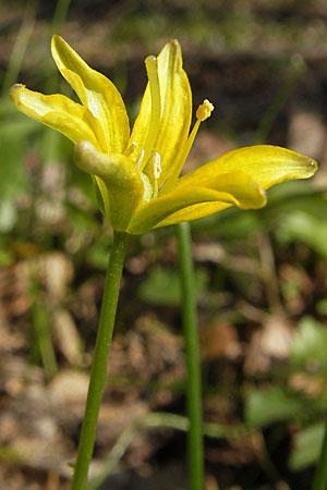 Gagea spathacea \ Scheiden-Gelbstern / Belgian Star of Bethlehem, D Hambrücken 7.4.2010