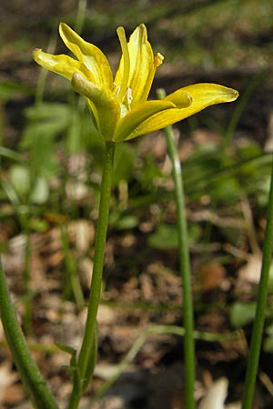 Gagea spathacea, Belgian Star of Bethlehem Gagea spathacea, Belgian Star of Bethlehem