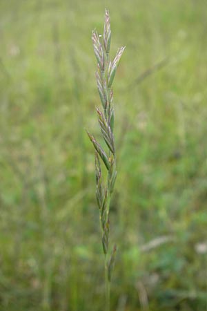 Lolium multiflorum \ Italienisches Weidelgras / Italian Rye-Grass, D Mainz 15.5.2010