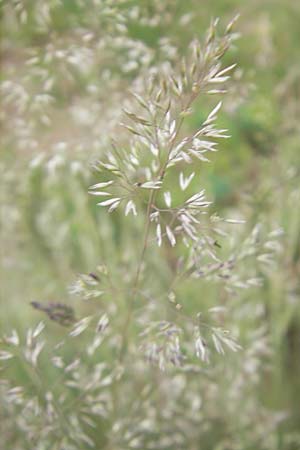 Corynephorus canescens \ Graues Silbergras / Grey Hair-Grass, D Sandhausen 23.6.2011