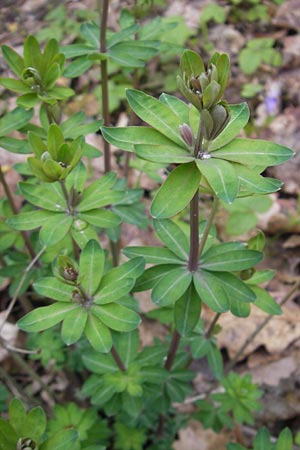 Galium sylvaticum \ Wald-Labkraut / Wood Bedstraw, D Donnersberg 26.4.2012