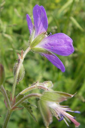 Geranium sylvaticum \ Wald-Storchschnabel / Wood Crane's-Bill, D Rhön, Wasserkuppe 30.5.2012