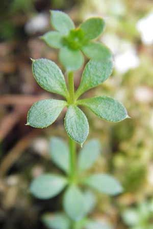 Galium saxatile / Heath Bedstraw, D Black-Forest, Kaltenbronn 7.7.2012