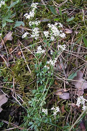 Galium saxatile / Heath Bedstraw, D Frankfurt Airport 15.6.2013