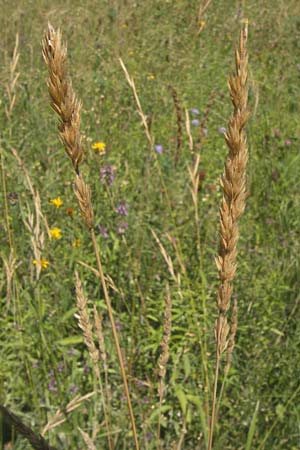 Koeleria pyramidata \ Pyramiden-Kammschmiele / Pyramidal Hair Grass, D Ketsch 21.7.2013