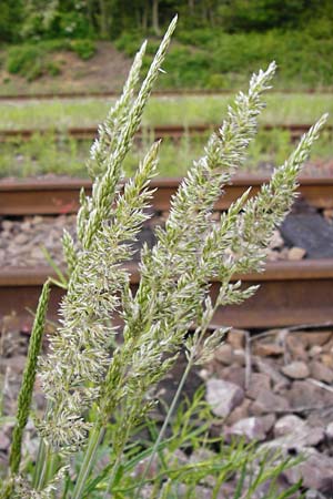Koeleria glauca \ Blaugrnes Schillergras / Blue Hair Grass, D Mannheim 15.5.2014