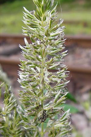 Koeleria glauca \ Blaugrnes Schillergras / Blue Hair Grass, D Mannheim 15.5.2014