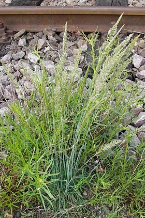 Koeleria glauca \ Blaugrnes Schillergras / Blue Hair Grass, D Mannheim 15.5.2014