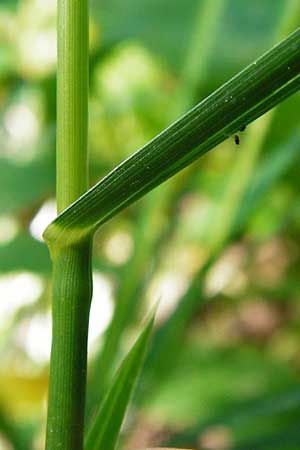 Glyceria striata \ Gestreifter Schwaden / Fowl Manna Grass, D Mannheim 7.6.2014