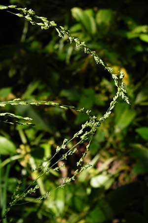 Glyceria striata \ Gestreifter Schwaden / Fowl Manna Grass, D Mannheim 7.6.2014