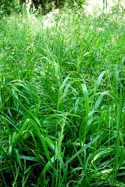 Glyceria striata \ Gestreifter Schwaden / Fowl Manna Grass, D Mannheim 7.6.2014
