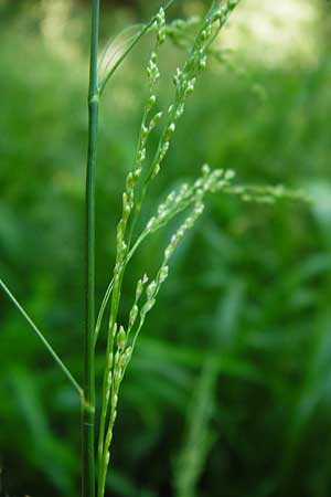 Glyceria striata \ Gestreifter Schwaden / Fowl Manna Grass, D Mannheim 7.6.2014