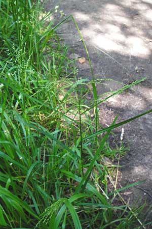 Glyceria striata \ Gestreifter Schwaden / Fowl Manna Grass, D Mannheim 7.6.2014