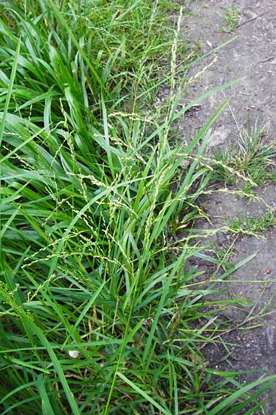 Glyceria striata \ Gestreifter Schwaden / Fowl Manna Grass, D Mannheim 7.6.2014