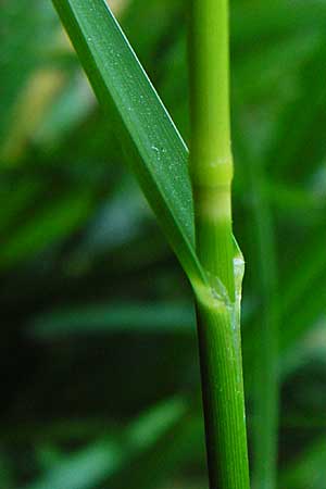 Glyceria striata \ Gestreifter Schwaden / Fowl Manna Grass, D Mannheim 7.6.2014