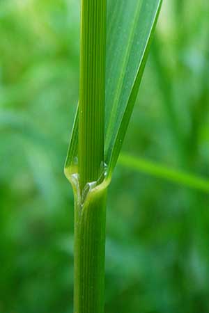 Glyceria striata \ Gestreifter Schwaden / Fowl Manna Grass, D Mannheim 7.6.2014