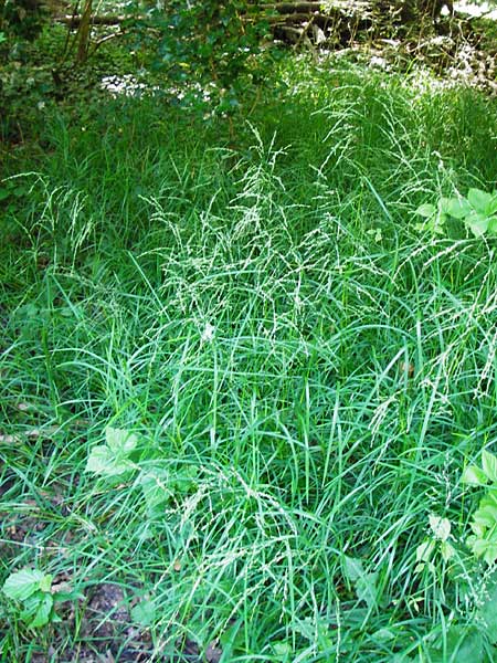 Glyceria striata \ Gestreifter Schwaden / Fowl Manna Grass, D Mannheim 7.6.2014