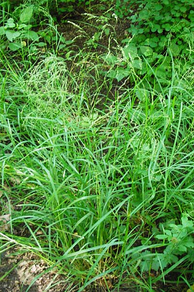 Glyceria striata \ Gestreifter Schwaden / Fowl Manna Grass, D Mannheim 7.6.2014