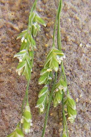 Glyceria striata \ Gestreifter Schwaden / Fowl Manna Grass, D Mannheim 7.6.2014