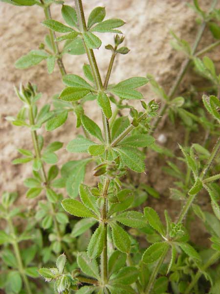 Galium spurium \ Kleinfrchtiges Kletten-Labkraut / False Cleavers, D Mannheim 28.9.2014