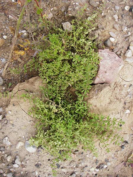 Galium spurium \ Kleinfrchtiges Kletten-Labkraut / False Cleavers, D Mannheim 28.9.2014