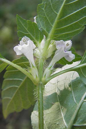 Galeopsis tetrahit \ Stechender Hohlzahn / Common Hemp-Nettle, D Hemsbach 26.8.2009