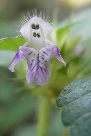 Galeopsis tetrahit \ Stechender Hohlzahn / Common Hemp-Nettle, D Hemsbach 26.8.2009