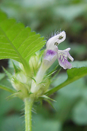 Galeopsis tetrahit \ Stechender Hohlzahn / Common Hemp-Nettle, D Hemsbach 26.8.2009