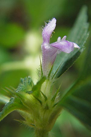 Galeopsis tetrahit \ Stechender Hohlzahn / Common Hemp-Nettle, D Odenwald, Ober-Mossau 28.8.2009