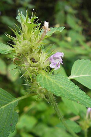 Galeopsis tetrahit \ Stechender Hohlzahn / Common Hemp-Nettle, D Odenwald, Ober-Mossau 28.8.2009