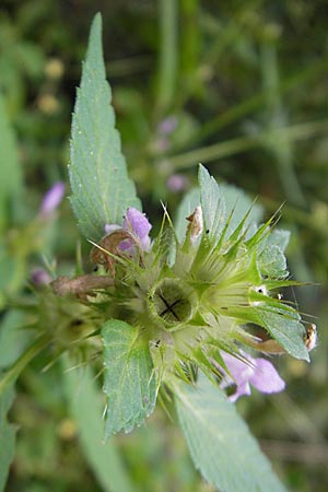 Galeopsis tetrahit \ Stechender Hohlzahn / Common Hemp-Nettle, D Odenwald, Ober-Mossau 28.8.2009