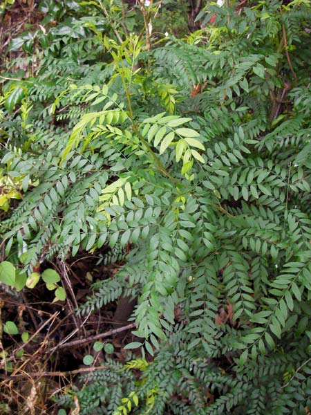 Gleditsia triacanthos \ Amerikanische Gleditschie, Lederhlsenbaum / Honey Locust, D Mannheim 14.9.2013